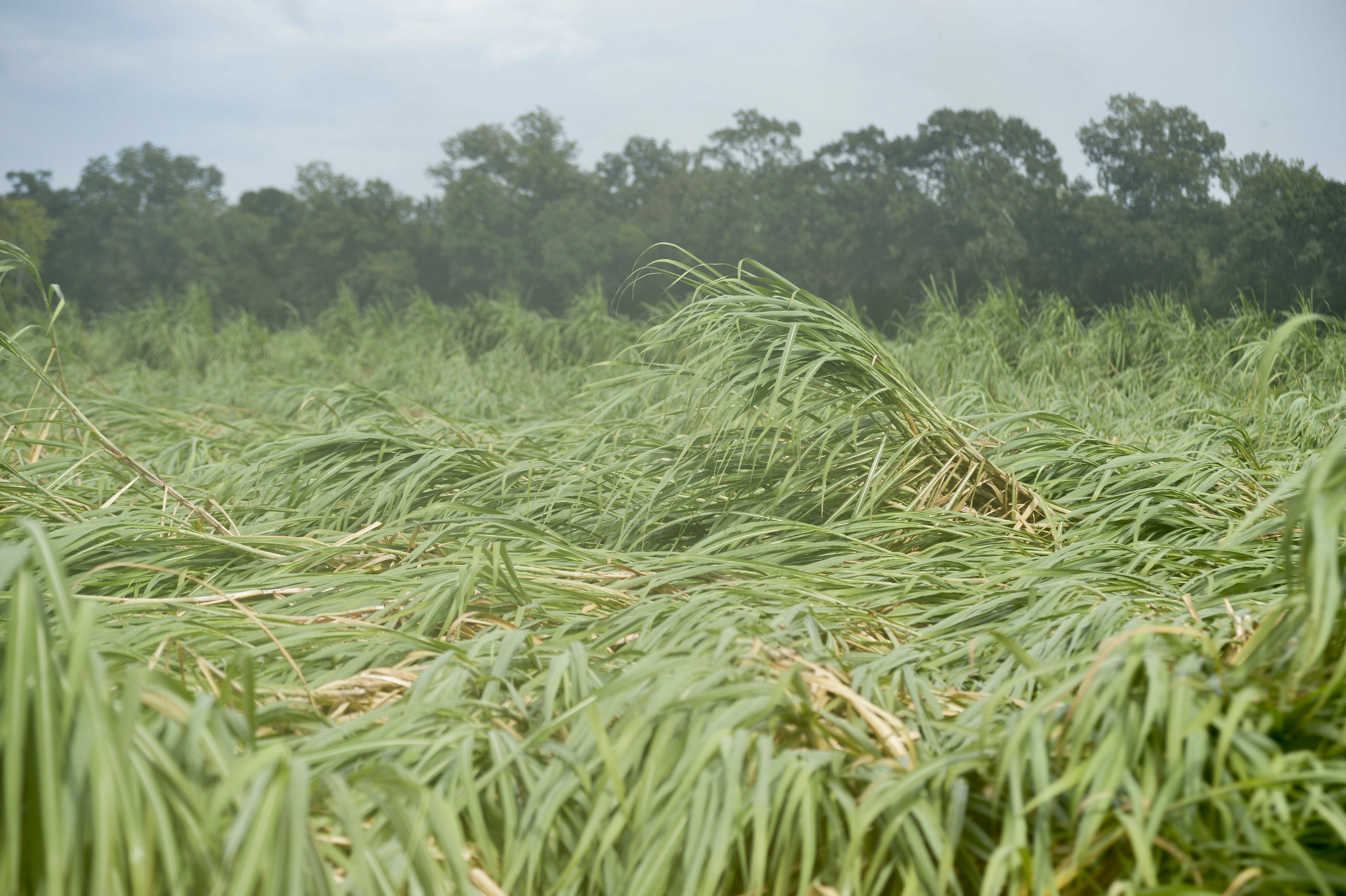 wind damaged sugarcane